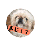 コトコトコットン（個別スタンプ：23）