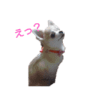 のん☆てん すたんぷ（個別スタンプ：1）