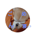 のん☆てん すたんぷ（個別スタンプ：2）
