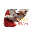 のん☆てん すたんぷ（個別スタンプ：3）