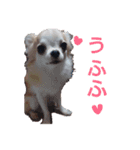 のん☆てん すたんぷ（個別スタンプ：5）