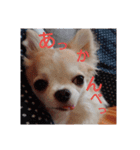 のん☆てん すたんぷ（個別スタンプ：15）