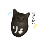 はくとん2（個別スタンプ：3）