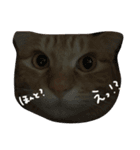 はくとん2（個別スタンプ：10）
