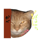 はくとん2（個別スタンプ：11）