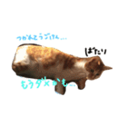 はくとん2（個別スタンプ：12）