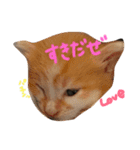 はくとん2（個別スタンプ：15）