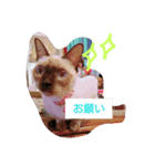 チロル家の日常3（個別スタンプ：1）