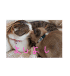 チロル家の日常3（個別スタンプ：2）