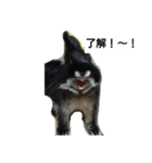 オターブラック うさぎ（個別スタンプ：5）