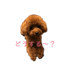 トイプードル   アムールのスタンプ（個別スタンプ：11）