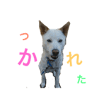 りんちゃん♥️（個別スタンプ：1）