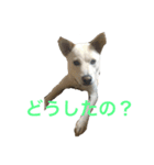 りんちゃん♥️（個別スタンプ：7）