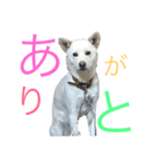 りんちゃん♥️（個別スタンプ：8）