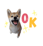 柴犬こたろう 子犬Ver.（個別スタンプ：1）