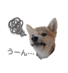 柴犬こたろう 子犬Ver.（個別スタンプ：3）