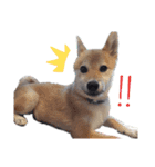 柴犬こたろう 子犬Ver.（個別スタンプ：4）