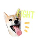 柴犬こたろう 子犬Ver.（個別スタンプ：7）