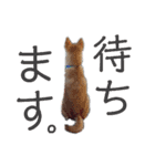 柴犬こたろう 子犬Ver.（個別スタンプ：8）
