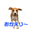 ビーグルのトムくん  part2（個別スタンプ：9）