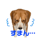 ビーグルのトムくん  part2（個別スタンプ：13）