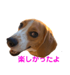 ビーグルのトムくん  part2（個別スタンプ：16）