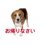ビーグルのトムくん  part2（個別スタンプ：19）