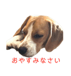 ビーグルのトムくん  part2（個別スタンプ：24）