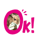ショコラのほのぼの日常（個別スタンプ：1）