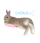 ショコラのほのぼの日常（個別スタンプ：13）