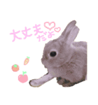 ショコラのほのぼの日常（個別スタンプ：14）