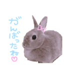 ショコラのほのぼの日常（個別スタンプ：15）