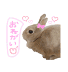 ショコラのほのぼの日常（個別スタンプ：16）