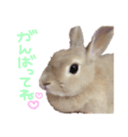 ショコラのほのぼの日常（個別スタンプ：19）