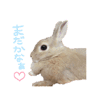 ショコラのほのぼの日常（個別スタンプ：20）