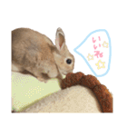 ショコラのほのぼの日常（個別スタンプ：21）