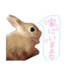 ショコラのほのぼの日常（個別スタンプ：23）