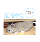 ショコラのほのぼの日常（個別スタンプ：24）