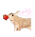 ショコラのほのぼの日常（個別スタンプ：28）