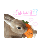 ショコラのほのぼの日常（個別スタンプ：29）