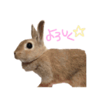 ショコラのほのぼの日常（個別スタンプ：30）