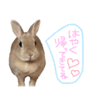 ショコラのほのぼの日常（個別スタンプ：31）
