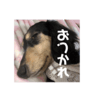 使えるむぅたんスタンプ（個別スタンプ：4）