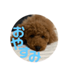 わさびの毎日スタンプ（個別スタンプ：3）