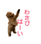 わさびの毎日スタンプ（個別スタンプ：15）