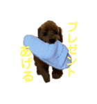 わさびの毎日スタンプ（個別スタンプ：17）