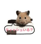 はむすたろう（個別スタンプ：1）