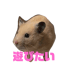 はむすたろう（個別スタンプ：4）