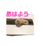 はむすたろう（個別スタンプ：5）
