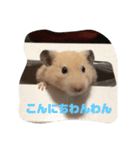 はむすたろう（個別スタンプ：8）